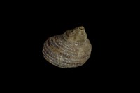 藏品(高腰蠑螺)的圖片